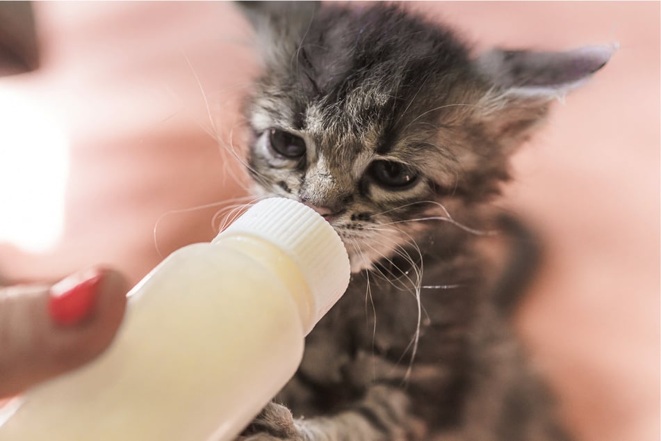 The man lured his cat into his private parts with cat's milk. (symbolic image)