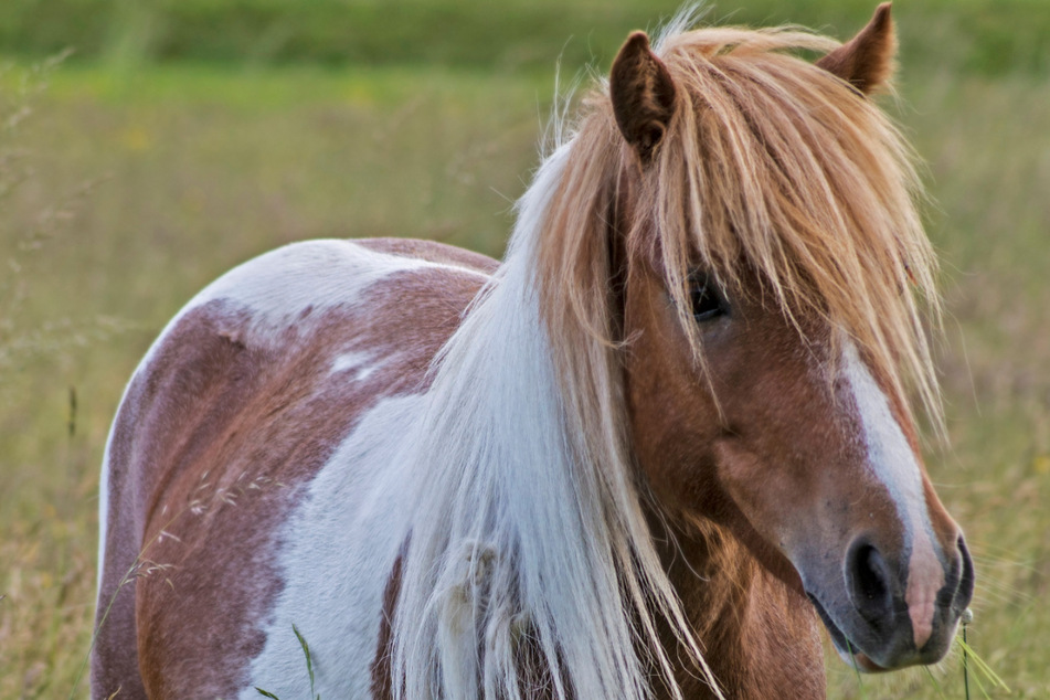 Ein Pony wurde bei der Flucht tödlich verletzt. (Symbolbild)