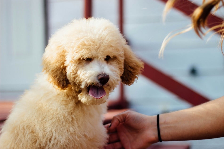 While famous for grooming, Poodles make great home dogs as well.