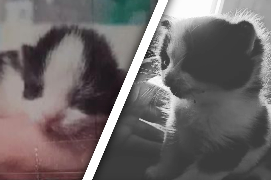 Katzenbabys aus Tierheim geklaut: Nun kommt die traurige Konsequenz