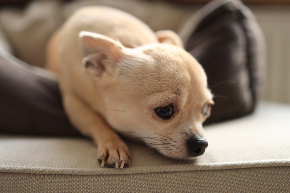 Experts warn that fur coloring in dogs can lead to serious side effects (stock image).