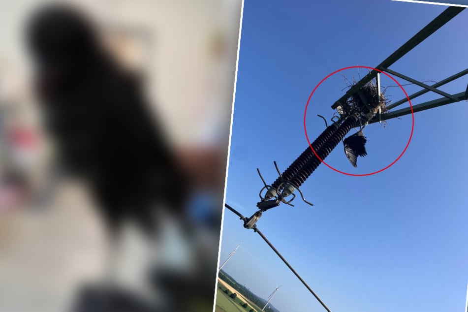 Des passants font une découverte inquiétante : un animal pend au poteau électrique la tête en bas