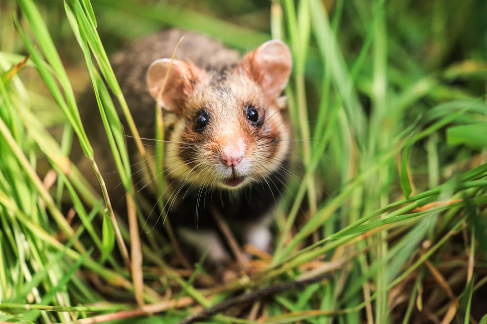 In Nordsachsen wird auf einer großen Fläche "hamsterfreundliche" Landwirtschaft betrieben, damit die charismatischen Feldbewohner ihre natürlichen Lebensbedingungen gestalten können und auch vor Fressfeinden geschützt sind.