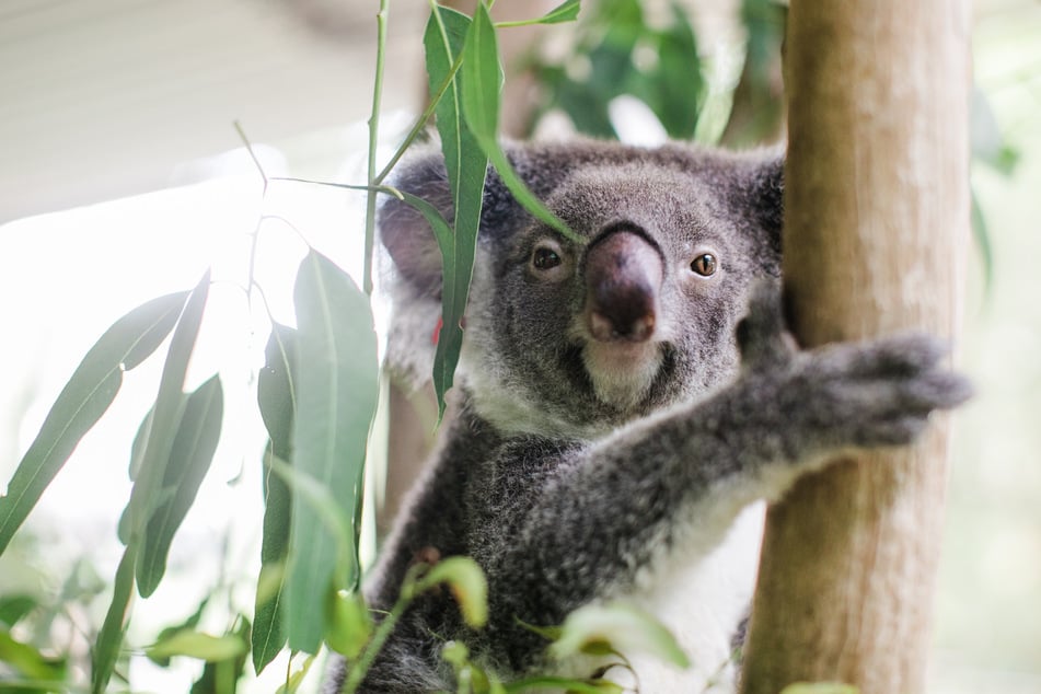 Koalas gelten in einigen der australischen Bundesstaaten als stark gefährdet.