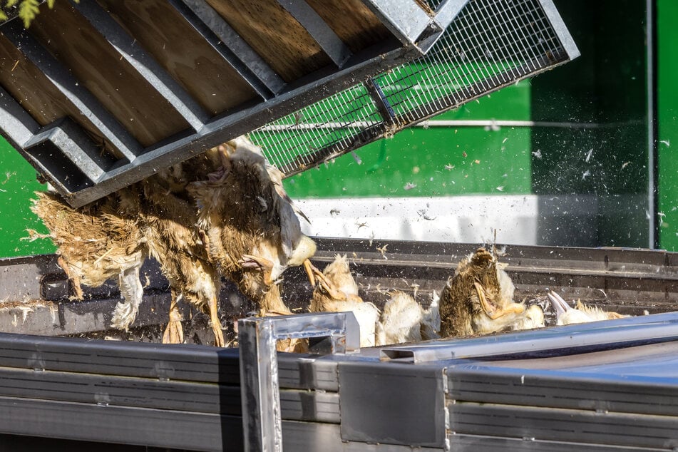 Ungefähr 30 gewerbliche Geflügelhalter waren bislang gezwungen, ihre Tiere zu töten.