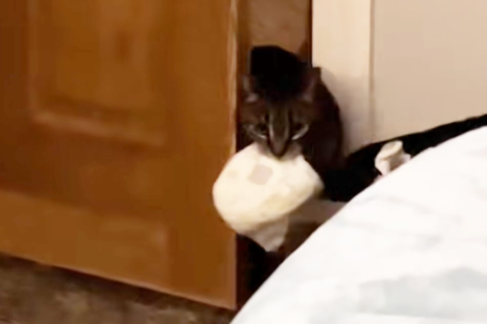 Katze Noel bringt ihrem Frauchen und dem Baby regelmäßig frische Windeln.