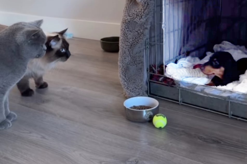 Kočky Belle a Alphie se skepticky dívají na nového jezevčíka Jamese. (Část obrázku, kde pes sedí, byla pro lepší viditelnost později od společnosti TAG24 zesvětlená.)