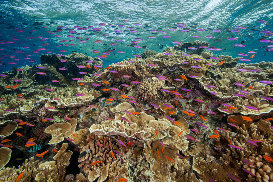 Korallenriffe wie hier vor Australiens Nordostküste sind besonders artenreich und gelten aufgrund des Klimawandels als stark gefährdet.