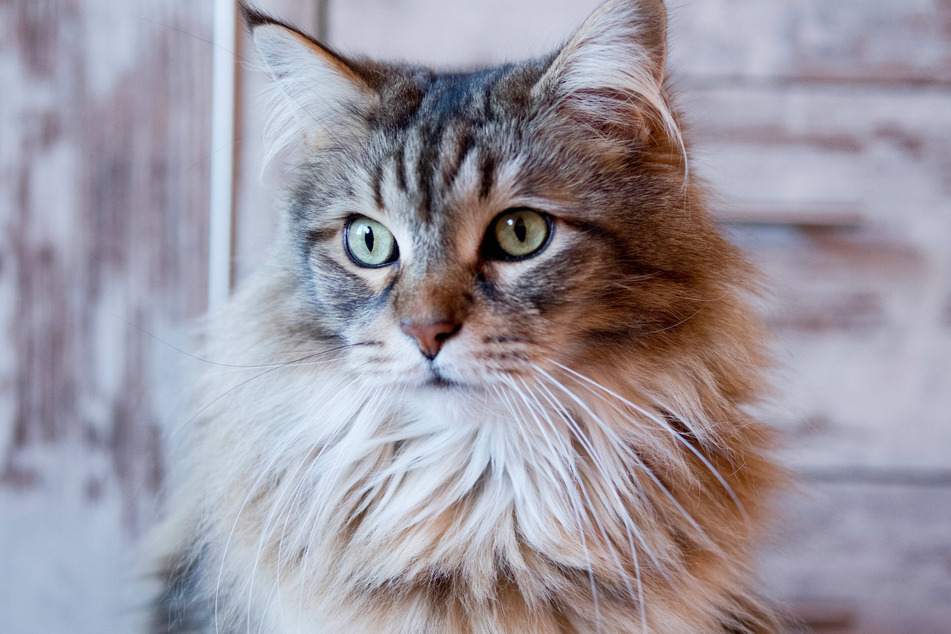Maine Coons are famous for being absolutely massive cats.