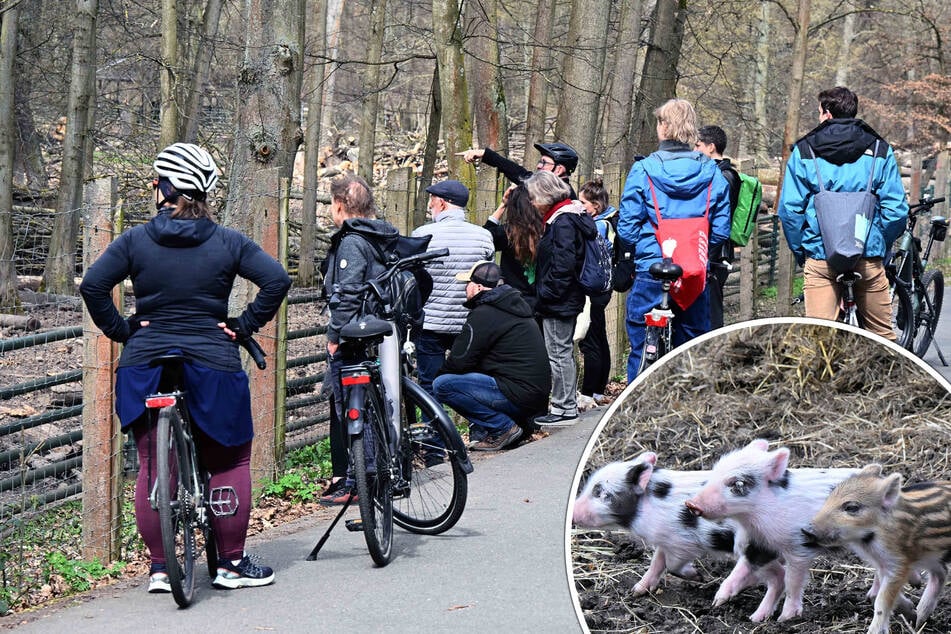 Leipzig: Sind die hier falsch? Kuriose Tierbabys ziehen Dutzende Schaulustige in Leipzig an