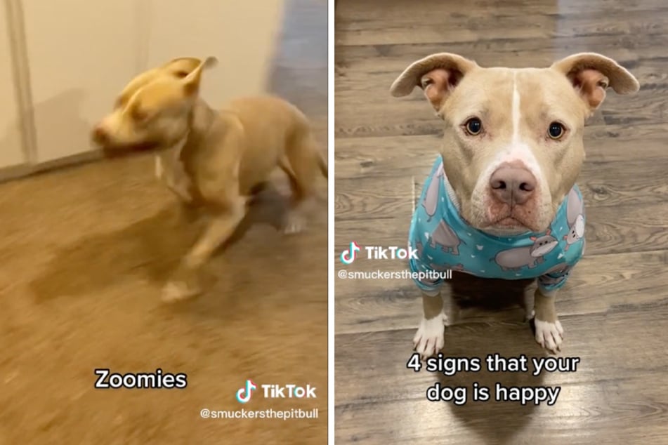 A dog on TikTok displays the signs of a happy pup.