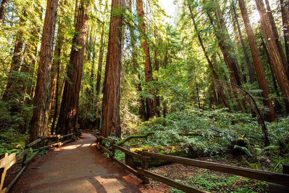 California’s Redwood National Park contains some of the oldest and tallest trees in the world (stock image).