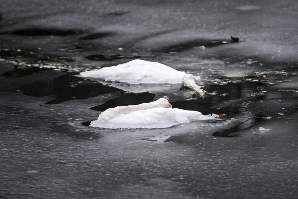 Im Februar sind viele Schwäne im vereisten Landwehrkanal verendet.