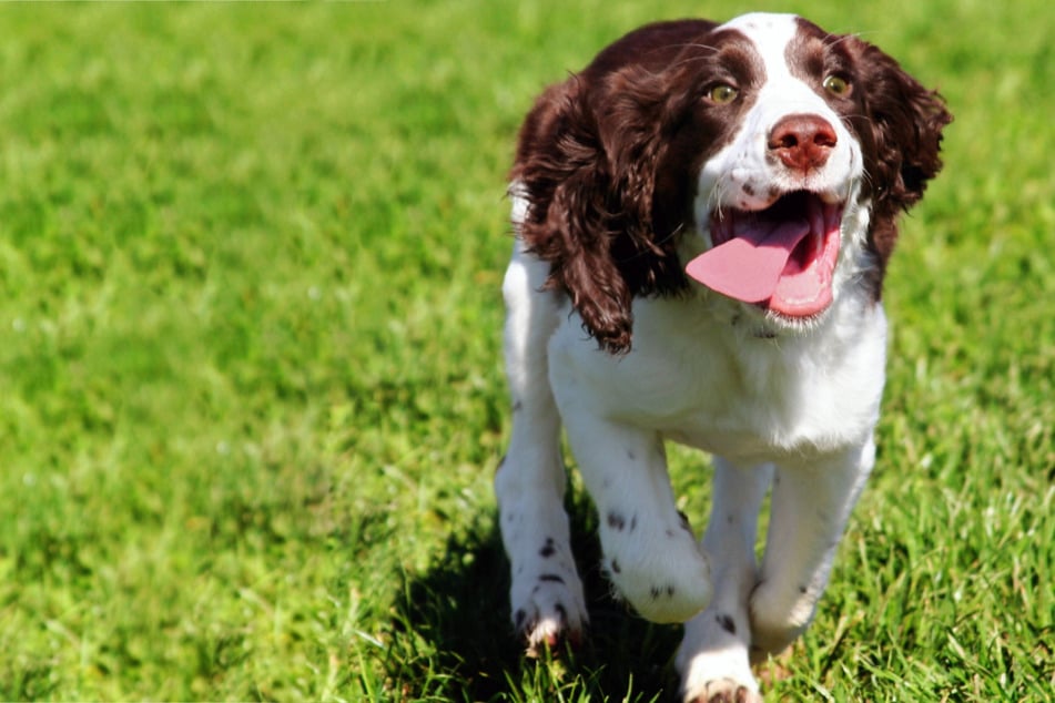 New record confirmed: What dog has the longest tongue in the world?