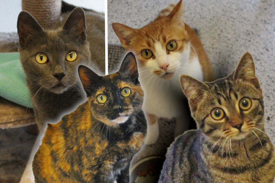 Diese besonderen Katzen suchen ein Zuhause: Finden sie ihr Happy End?