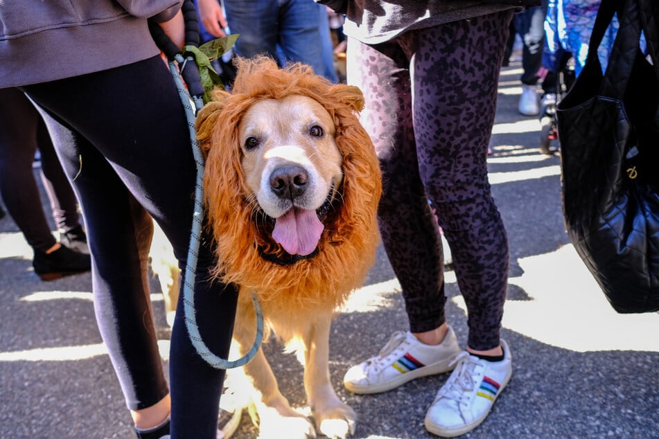 Ein Hund verkleidet als Löwe.