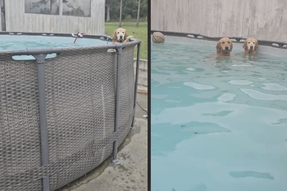 Die Familie hat den Sturm gut überstanden. Am Tag darauf findet die Hundehalterin ihre Vierbeiner natürlich wieder im Pool.