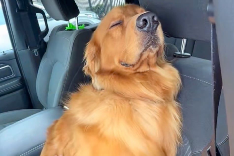 Der clevere Hund täuscht offenbar vor, zu schlafen, um im Auto bleiben zu können.