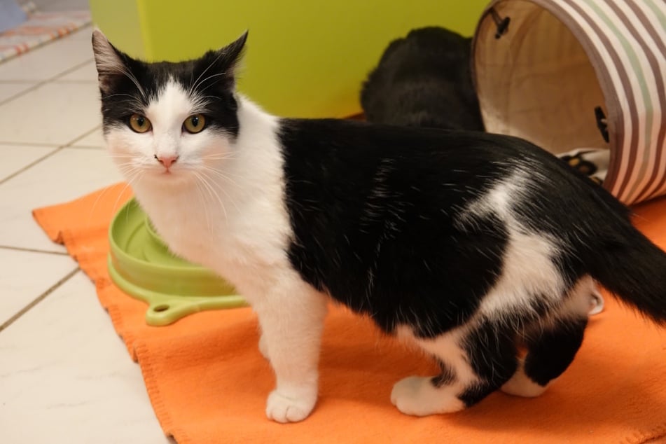 Die Samtpfote soll als Freigängerin leben dürfen.