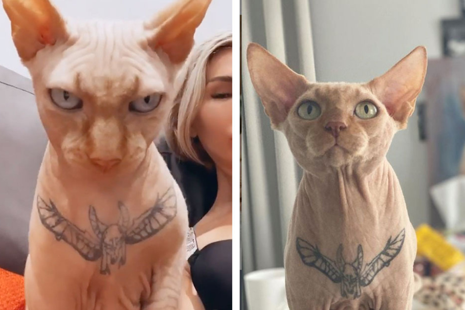 Tattooed Sphinx cat, Yasha, flaunts his chest piece for his Instagram feed (collage).