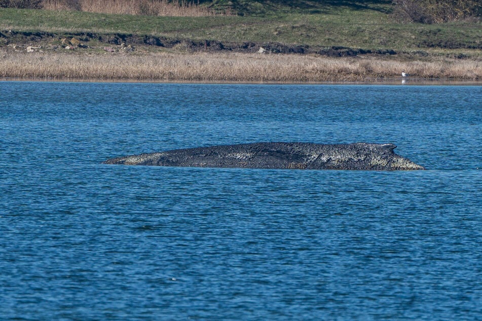 Experten sind sich sicher: Buckelwal wird bald sterben