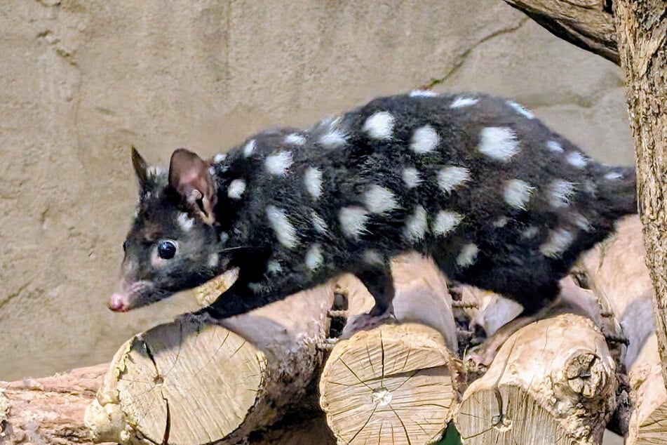 Das kurze, dichte Fell mit weißen Tüpfeln ist typisch für Quolls.