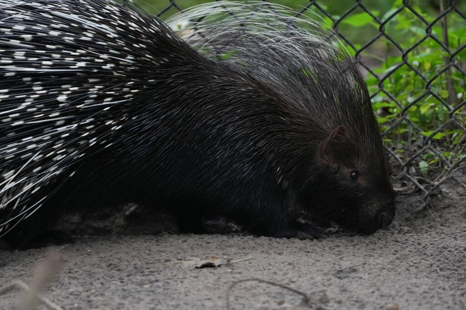 Tampa zoo rushes Chompers the porcupine and other animals to safety as Hurricane Milton nears