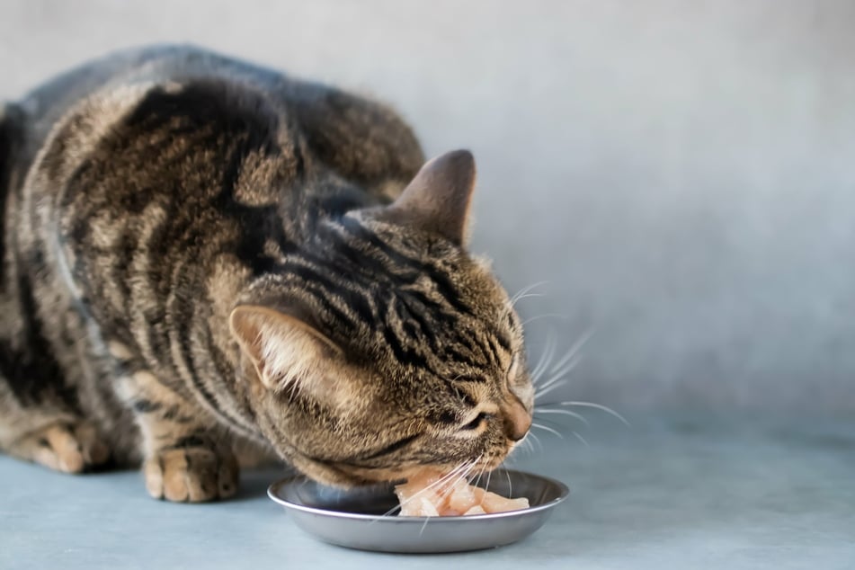 Just as with humans, eating the wrong foods can lead to increased flatulence, or cat farts.