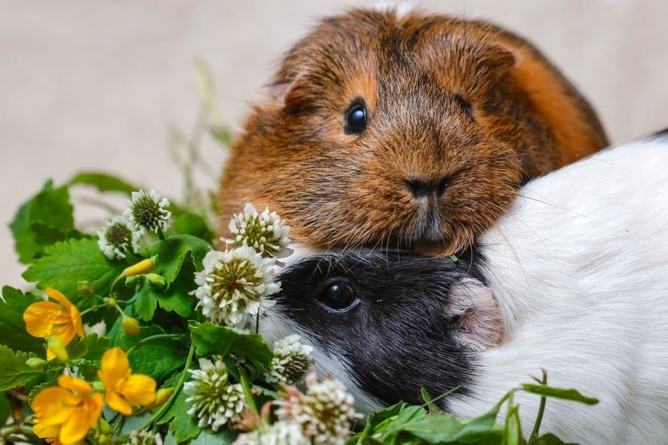 Wiesenkräuter und Gräser fressen Meerschweine gern.