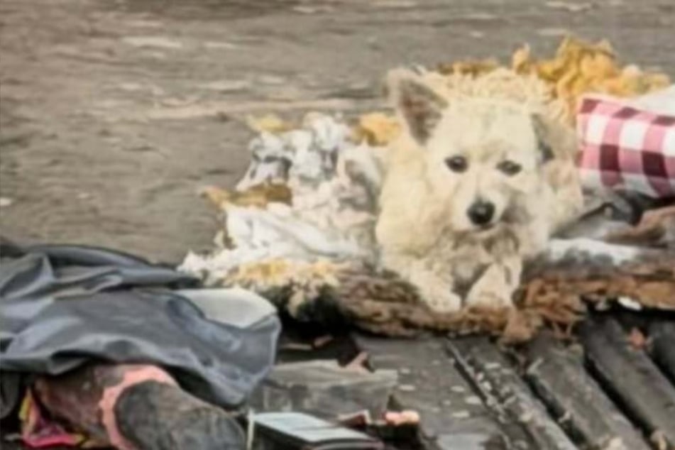 Hund "an Ort aus Trümmern, Müll und Stille" zurückgelassen: Was dann passiert, geht nahe