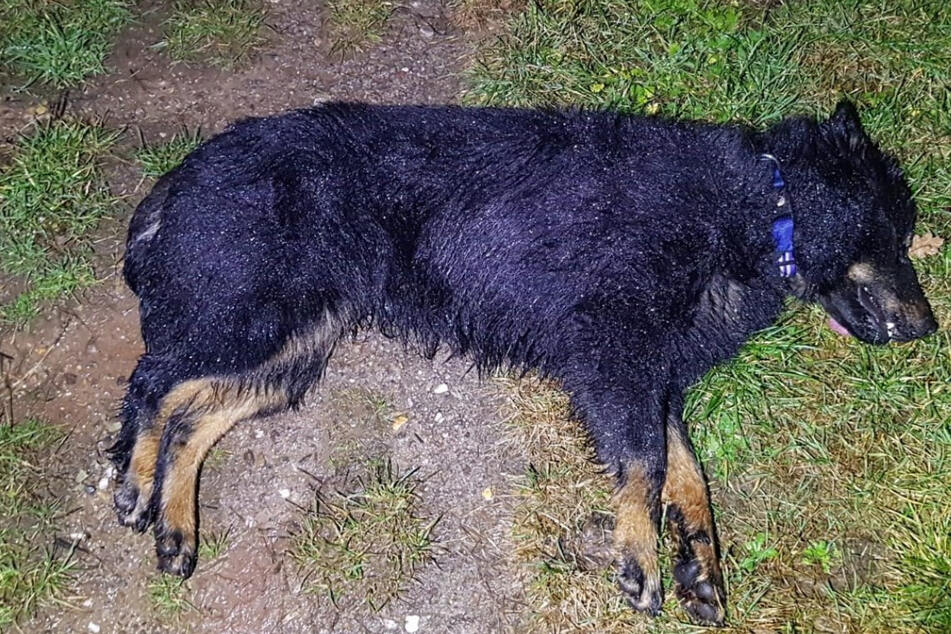 Hund stirbt nach Zusammenstoß mit Auto, doch vom Halter fehlt jede Spur