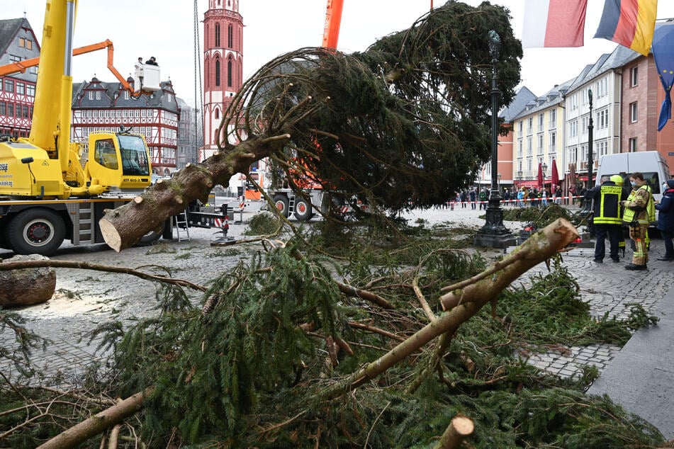 Der 2020er-Baum "Berti" hatte für bundesweiten Spott gesorgt. (Archivfoto)