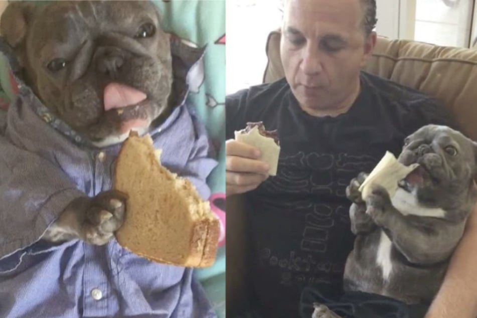 Wie ein Mensch! Witziges Video zeigt Hund, der mit seinen Pfoten isst