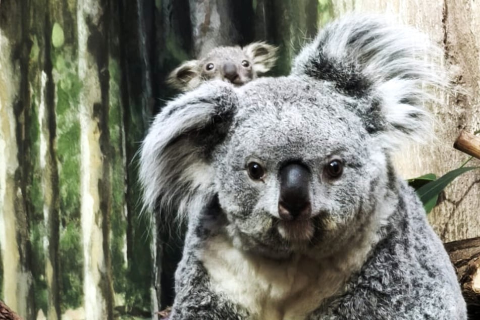 Süße Momente im Zoo: Hier erkundet das Leipziger Koala-Baby die Welt