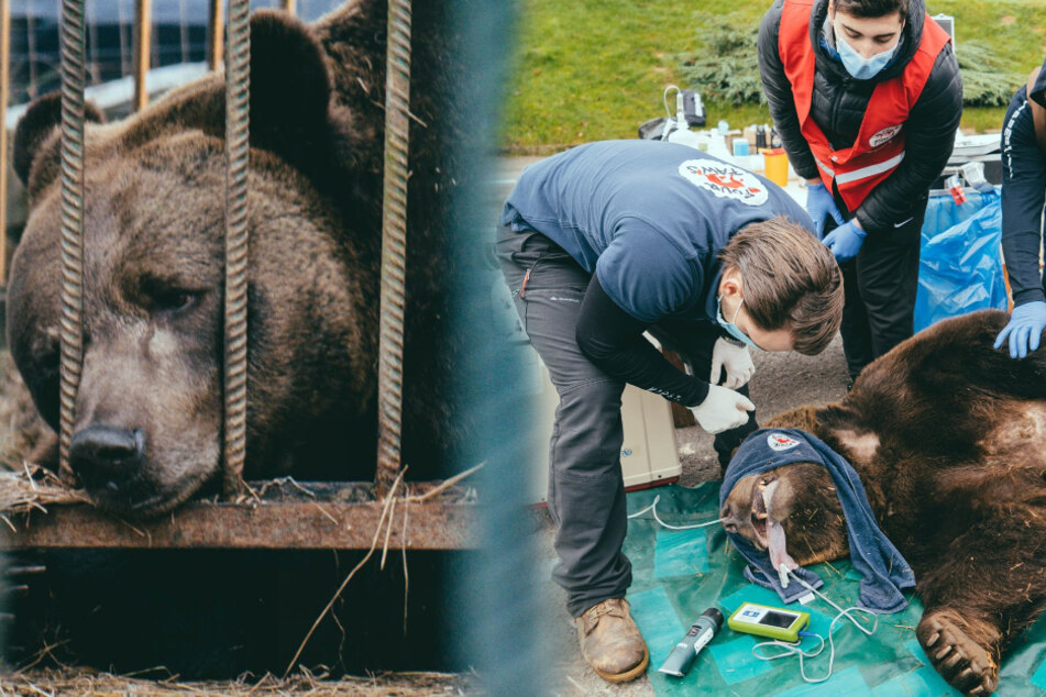 Bär Mykhailo verletzte sich schwer. Tierschützer versuchen den Bären zu retten.