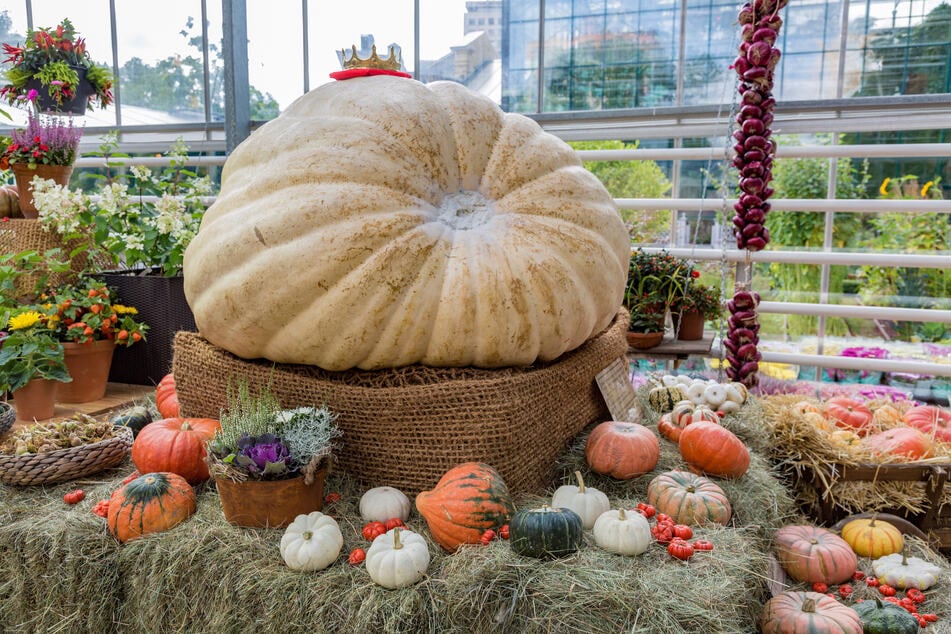 Kürbisse können gigantische Größenordnungen erreichen.