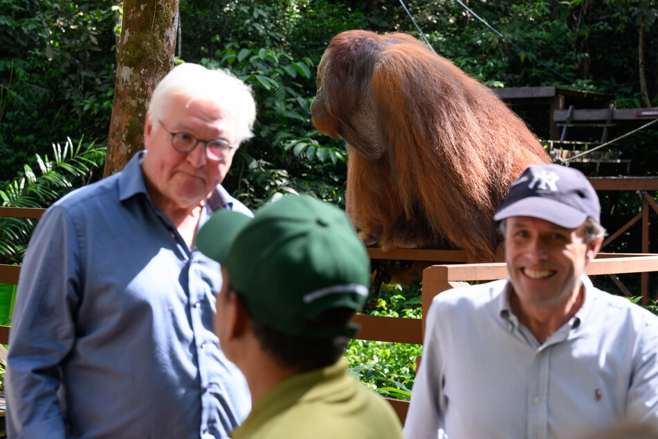 Bundespräsident Frank-Walter Steinmeier (67, SPD, l.) musste auf der Insel Borneo einen Pressetermin unterbrechen, da ein Orang-Utan ihm zu nahe gekommen war.