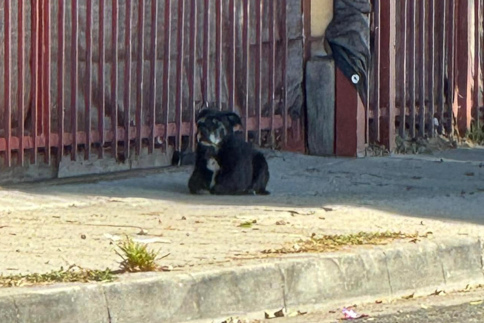 Monatelang harrte dieser Hund an derselben Straßenecke aus, schien dort auf seine Familie zu warten.