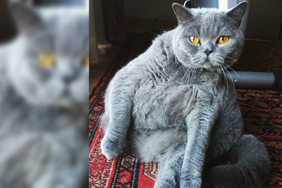 Weil sie keiner will: Tierärzte geben besonderer Katze ein neues Zuhause