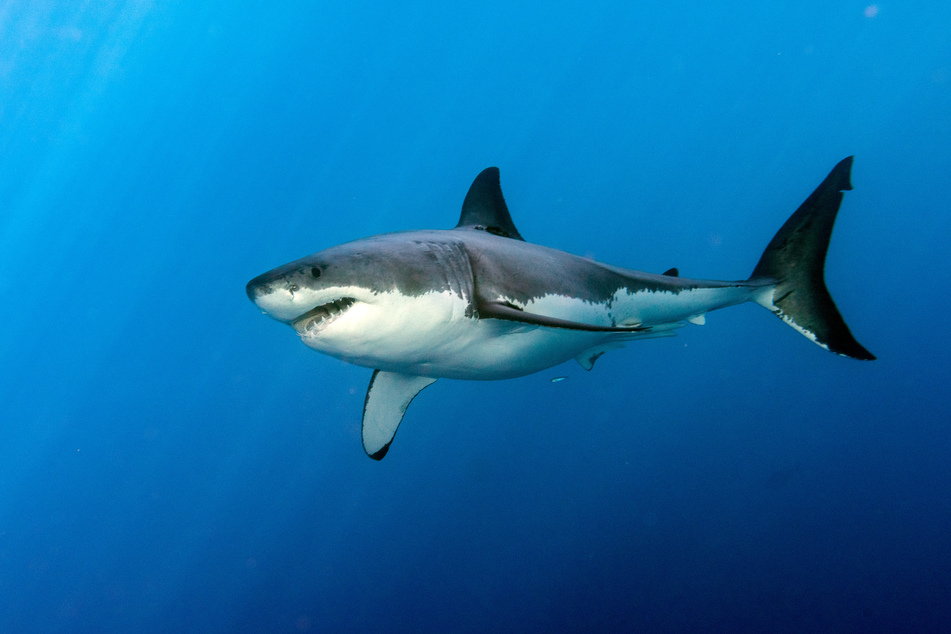 A four-foot shark attacked the nine-year-old boy while he was bodysurfing (stock image).