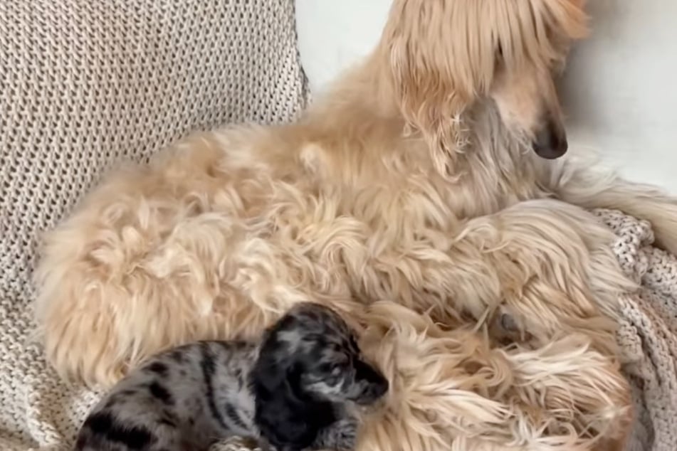 ¿Un final feliz? Mientras tanto, se supone que Bibo y Rocco se entienden mucho mejor, aunque no siempre.