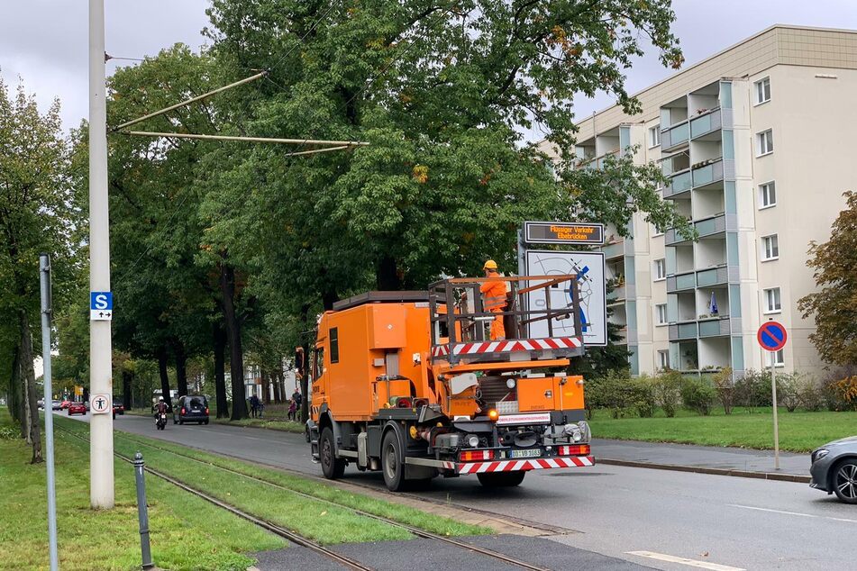 Der umgestürzte Baum auf der Stübelallee wurde beseitigt.
