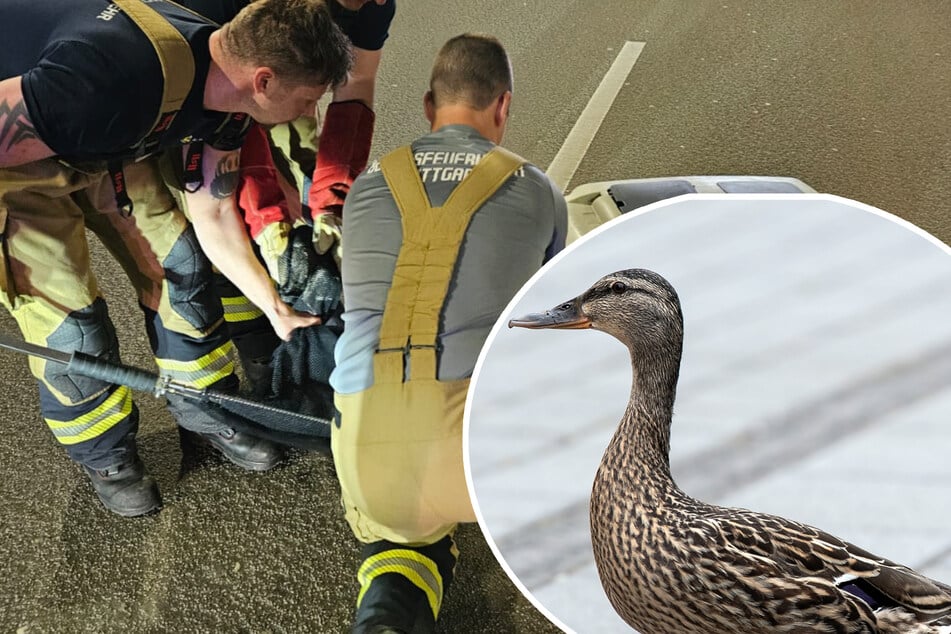 Stuttgart: Enten-Familie spaziert durch dichten Berufsverkehr: Feuerwehr auf Rettungsmission