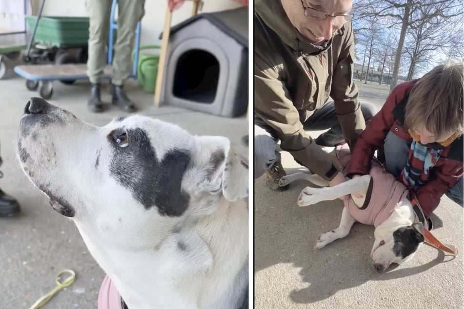 Diva fand im Mühlenbecker Land endlich ihr Happy End.