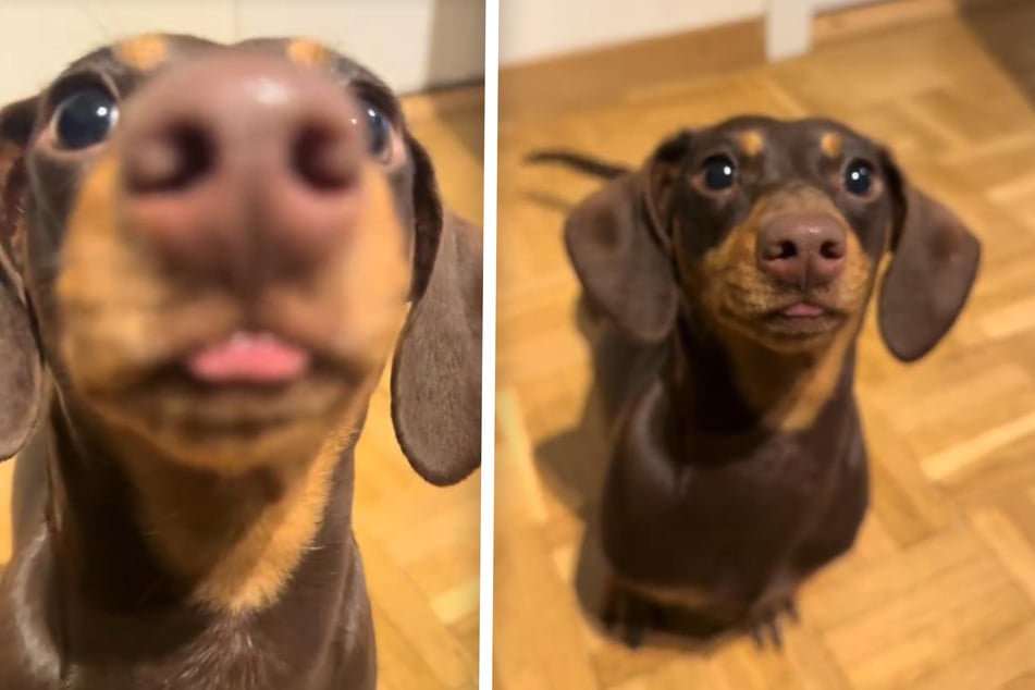 Dachshund dog shows her love with a big smooch in viral video!