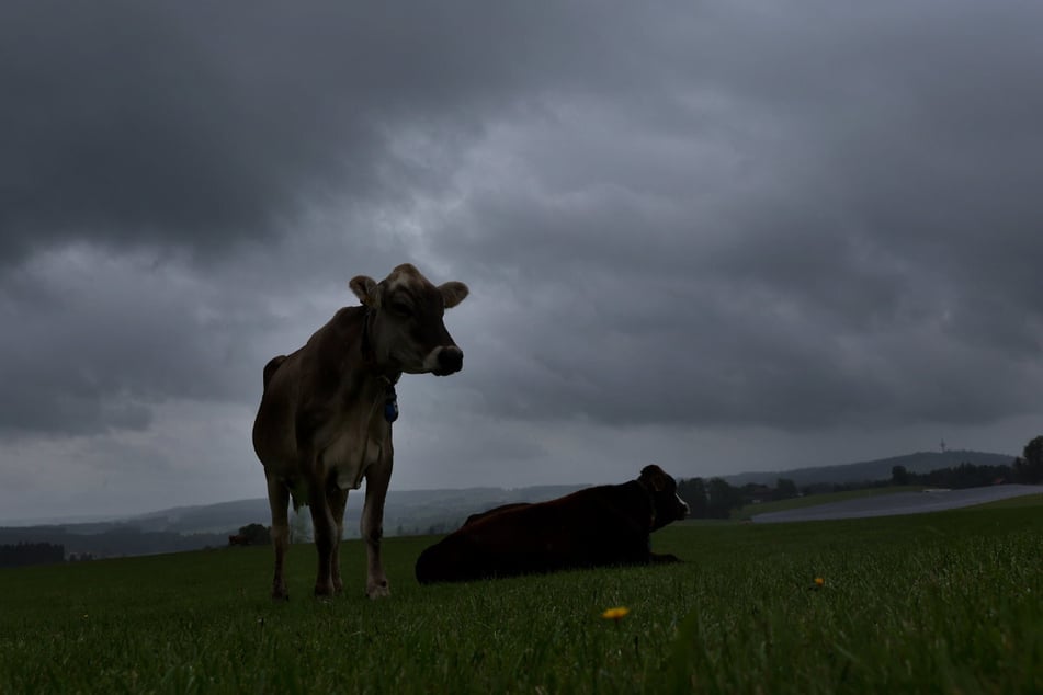 Das könnte tierisch unangenehm werden: Laut Wetterexperten fegen am Mittwoch Unwetter und Gewitter über Südbayern hinweg. (Symbolbild)