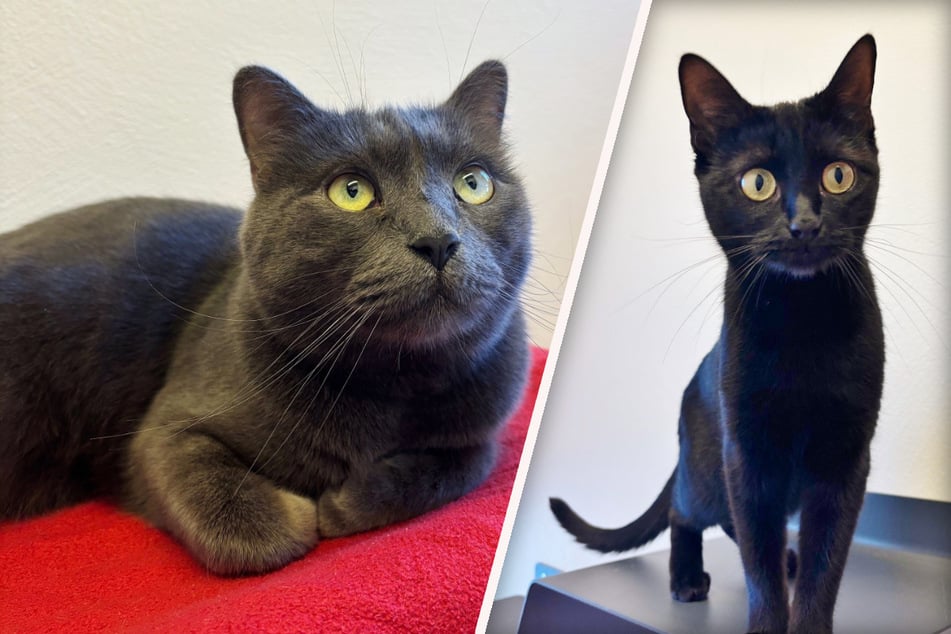 Kater Lupin (l.) und Katze Sheila (r.) suchen ein gemeinsames Zuhause.