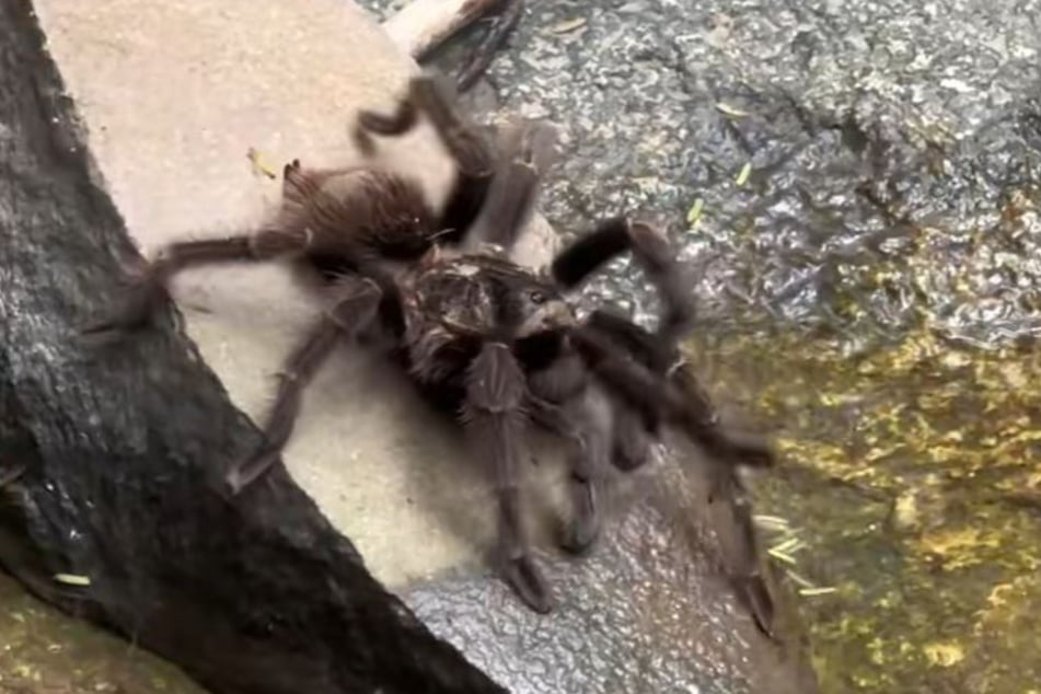 Die Spinne war noch an Land, als das Paar sie entdeckte.