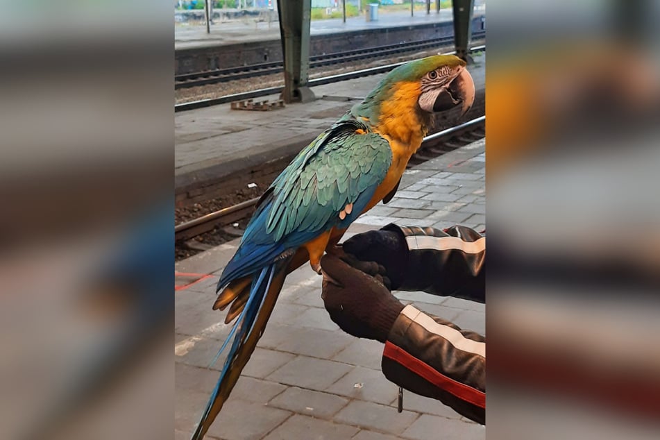 Auf dem Bahnsteig flatterte der Ara seinem Besitzer davon.