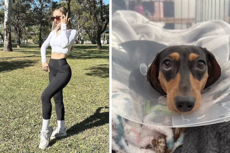 Miniature Dachshund Lola (r.) and her owner Isabella were mauled in an unprovoked attack!